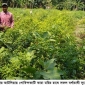 চুকনগরে কাচা মরিচ চাষে অধিক সফল হয়েছেন বর্গাবাষী কৃষক সুরেশ্বর মল্লিক