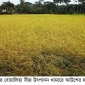 বোয়ালিয়া বীজ উৎপাদন খামারে আউশের ফলন ভাল হয়েছে