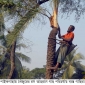 পাইকগাছায় খেঁজুরের রস আহরণে গাছ পরিচর্যায় ব্যস্ত গাছিরা