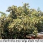 ভেষজ চিকিৎসায় হরিতকি ফলের গুরুত্ব