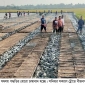 পাইকগাছায় প্রথম বারের মতো সমলয় পদ্ধতির বোরো আবাদ হচ্ছে