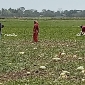 পাইকগাছায় তরমুজের বাম্পার ফলন
