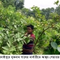 আঙ্গুর পেয়ারা চাষে সফল নার্সারী মালিক সুকনাথ