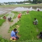 পাইকগাছায় আউশের  আবাদ পুরাদমে শুরু হয়েছে