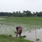 বোয়ালিয়া বীজ উৎপাদন খামারে আউশের  আবাদ পুরাদমে শুরু হয়েছে