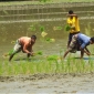 কেশবপুরে অনাবৃষ্টিতে আমন ধান চাষীরা বিপাকে