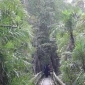সুন্দরবনের পর্যটন মৌসুম শুরু