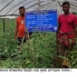গ্রীষ্মকালীন টমেটো চাষে বড় লাভের স্বপ্ন দেখছেন কয়রার গোপাল সরদার