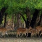 কয়রার ছেঁড়া নদীতে হরিণ ধরার ফাঁদসহ নৌকা আটক