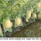 আশাশুনিতে লবণাক্ত এলাকায় অমৌসুমি তরমুজ চাষে বাম্পার ফলন