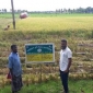 বোয়ালিয়া বীজ উৎপাদন খামারে আউশের ফলন ভালো হয়েছে