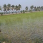 তীব্র শীত কুয়াশায় বোয়ালিয়া বীজ উৎপাদন খামারে বোরো আবাদের ব্যাপক ক্ষতি