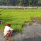 পাইকগাছায় শীত ও কুয়াশার মধ্যে বোরো আবাদ পুরাদমে এগিয়ে চলেছে