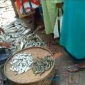 পাইকগাছার চাঁদখালী বাজারে মাছ কেনাবেচা বন্ধ