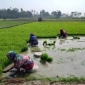 পাইকগাছায় তীব্র শীতেও ফসলের মাঠে নারীরা