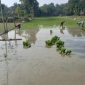 পাইকগাছায় শীত ও কুয়াশার মধ্যে বোরো আবাদ পুরাদমে এগিয়ে চলেছে