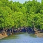 জনবল সংকটে অরক্ষিত সুন্দরবন