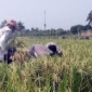 নড়াইলে উন্নত জাতের ধানকর্তন ও মাঠ দিবস অনুষ্ঠিত