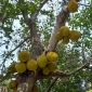 পাইকগাছায় কাঁঠালের ফলন ভাল হয়নি