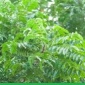 পরিবেশ রক্ষায় নিমগাছ