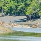 সুন্দরবন প্রবেশে তিন মাসের নিষেধাজ্ঞা
