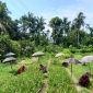 নার্সারির গ্রাম গদাইপুর