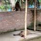 পাইকগাছায় হনুমানের মর্মান্তিক মুত্যু