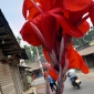 বর্ষার এক অনন্য সৌন্দর্য কলাবতী ফুল