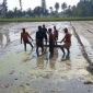 শীত-কুয়াশায় কৃষিতে নেতিবাচক প্রভাব