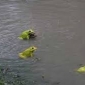 পরিবেশ রক্ষায় ব্যাঙের ভূমিকা