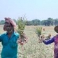 মাগুরায় পেঁয়াজ চাষে বাজিমাত দীপক লস্করের