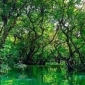 পৃথিবীর ভারসাম্য রক্ষায় বনভূমির গুরুত্ব