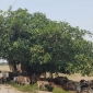 তীব্র তাপপ্রবাহে অস্বস্তিতে প্রাণীকুল