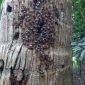 প্রকৃতি থেকে হারিয়ে যাচ্ছে মৌমাছি