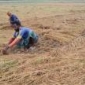 মাগুরায় ধান নিয়ে শঙ্কিত কৃষক ; ফলন ভালো দাম কম