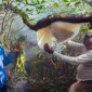 ডাকাত আতঙ্কে সুন্দরবনে মধু আহরণ কমেছে