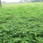 হারিয়ে যাচ্ছে জমির সবুজ সার ধৈঞ্চার চাষ