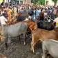 পাইকগাছায় কোরবানীর পশুর হাট জমে উঠেছে