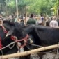 মাগুরায় শেষ মুহুর্তে পশুর হাট জমজমাট ; ক্রেতা কম, হতাশ খামারিরা