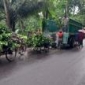 বর্ষায় পাইকগাছায় নার্সারিতে গাছের চারা বিক্রির হিড়িক পড়েছে