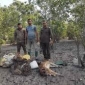 বনজীবীর ছদ্দবেশে বনের সম্পদ লুণ্ঠনকারী চোরা শিকারীরা সুন্দরবন ধ্বংস করছে