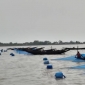 পাইকগাছায় শিবসা নদিতে ধরা পড়ছে ইলিশ; নাগালের বাইরে দাম