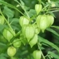 বন টেপারি বা ফটকা ভেষজ উদ্ভিদ