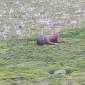 পাইকগাছায় নদীর চর থেকে শিশুর লাশ উদ্ধার