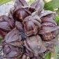 সুন্দরবনের গোলফল লোকালয়ে বিক্রি হচ্ছে