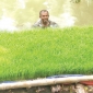 পাইকগাছায় ভাসমান বীজতলায় সফলতা পেয়েছে কৃষক