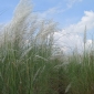 শরতের স্নিগ্ধতায় কাশফুল