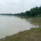 গড়াই নদীর ভাঙ্গনে বিলিন  ফসলি জমি,  হুমকির মুখে নদীর বাঁধ