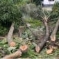 নড়াইলে হিন্দু সম্প্রদায়ের বসতবাড়ি দখল ও গাছ কেটে ফেলার অভিযোগ