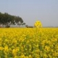 মাগুরায় সরিষার বাম্পার ফলনের আশা